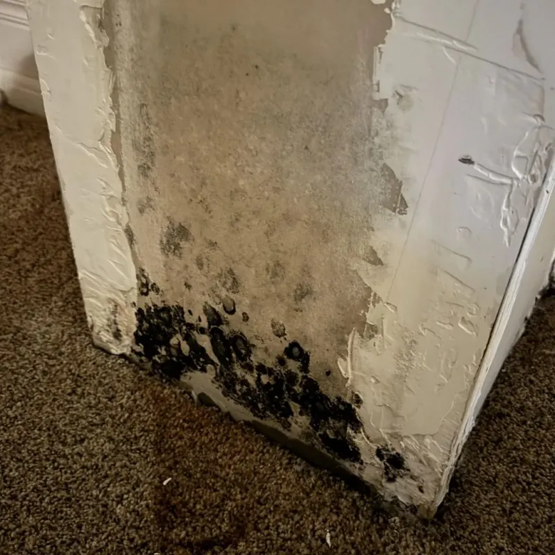 Professional Mold Removal in New Franklin, MO